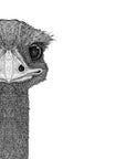 Eva the Emu