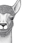 Austin the Alpaca