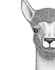 Austin the Alpaca