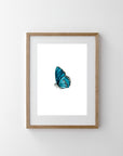 Forever Blue Butterfly