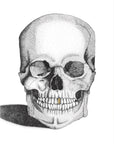 Skull with Gold Foil Leaf Tooth