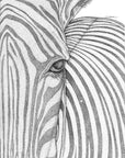 Zane the Zebra
