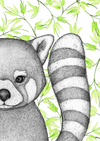 Rafi the Red Panda with Bamboo Leaves