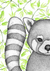Rafi the Red Panda with Bamboo Leaves