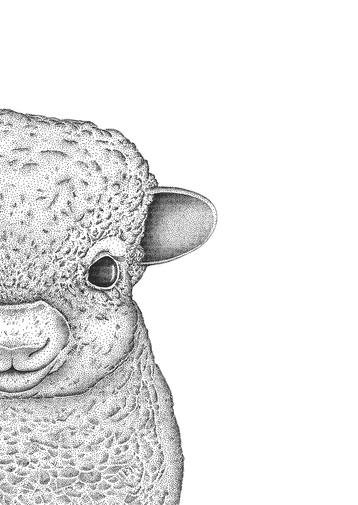 Sofia the Sheep
