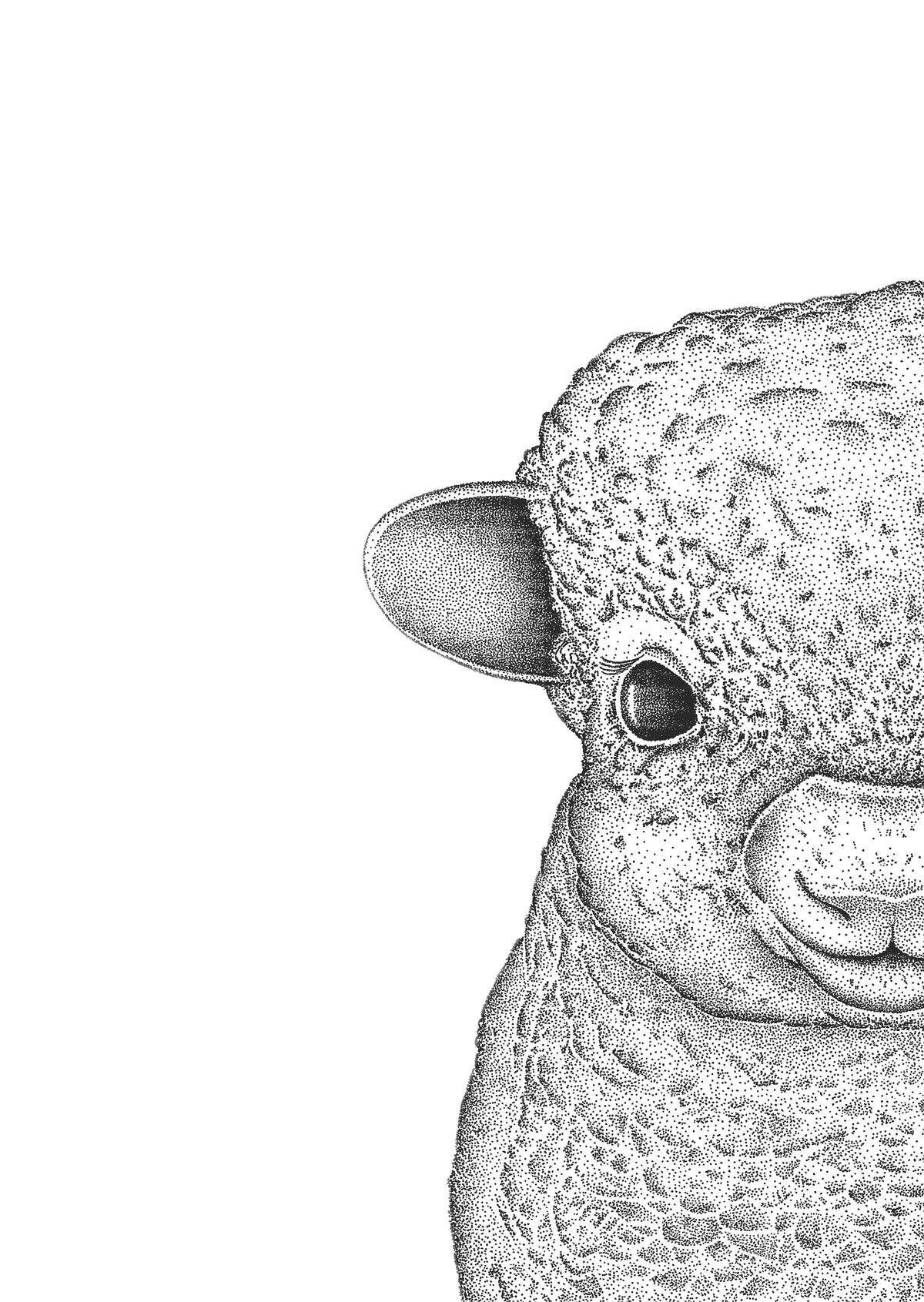 Sofia the Sheep