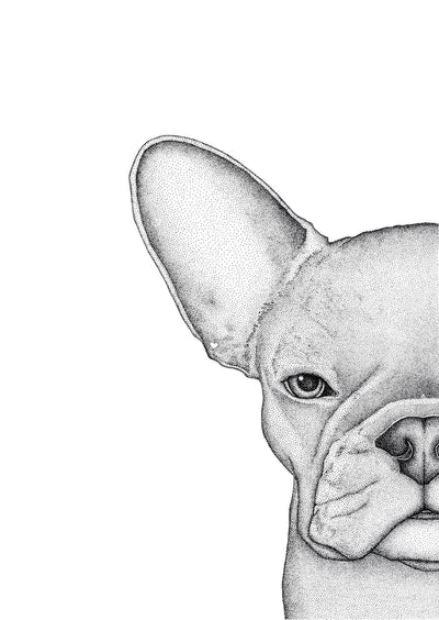 Freddie the Frenchie