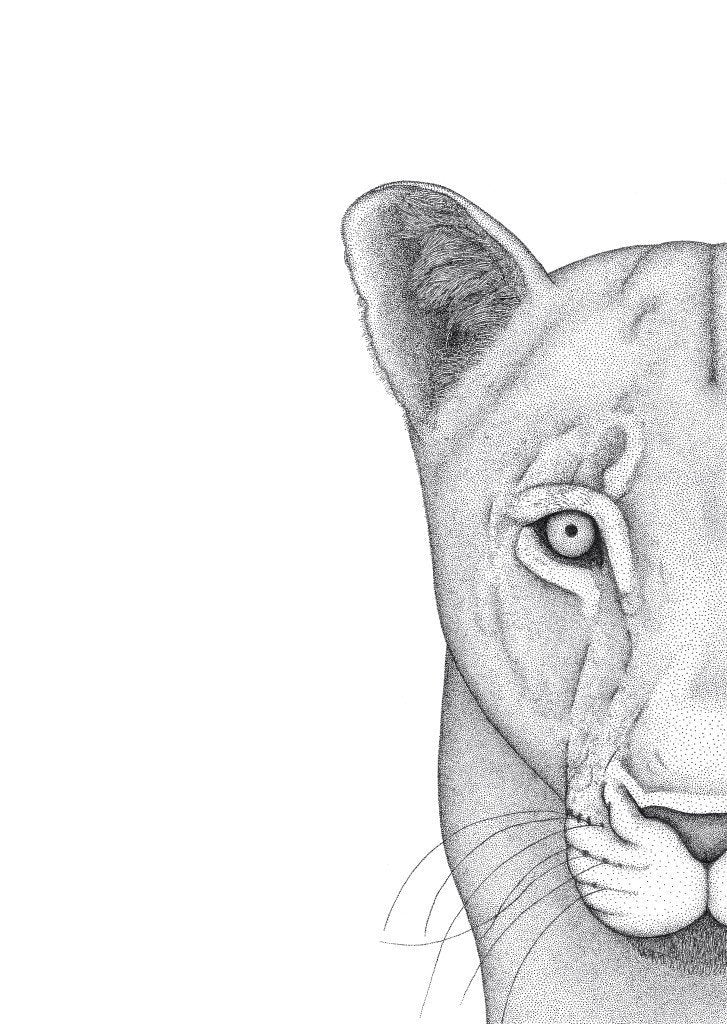 Linda the Lioness