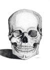 Original Skull