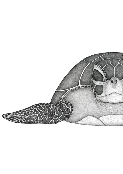 Susan the Sea Turtle
